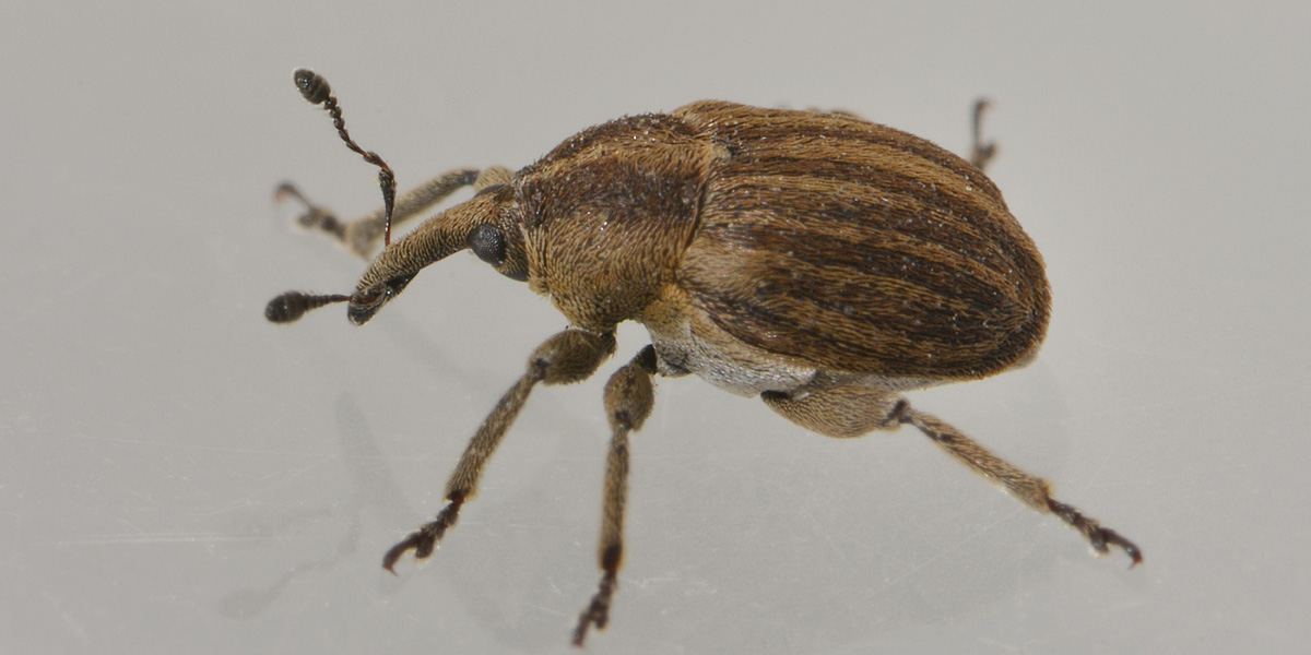 Curculionidae: Tychius sp?   No, Sibinia pellucens